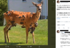 [FactCheck] ｢除草剤のせいで鹿が腫瘍だらけ｣は誤情報　米ファクトチェック団体が検証